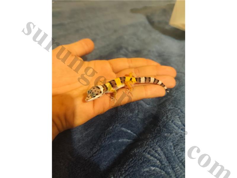 Yavru Leopard Geckolar